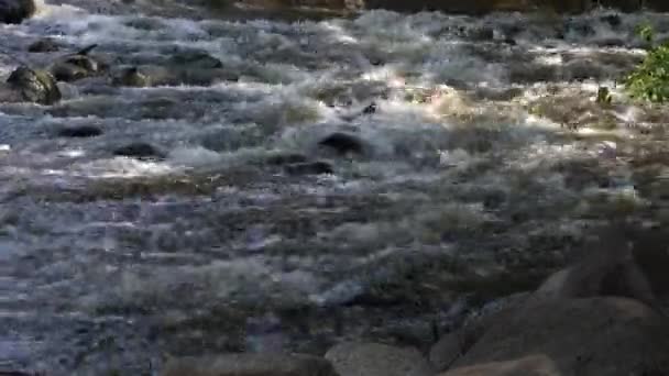 Whitewater Peřeje Tekoucí Přehradou Přes Skály Balvany Fox River Case — Stock video
