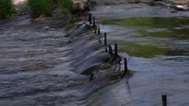 Çelik çubukların arasından süzülen su, Wisconsin 'deki Fox River' daki Case Eagle Park barajında onlara yapışmış yosun ve dallarla suya yapışmış..
