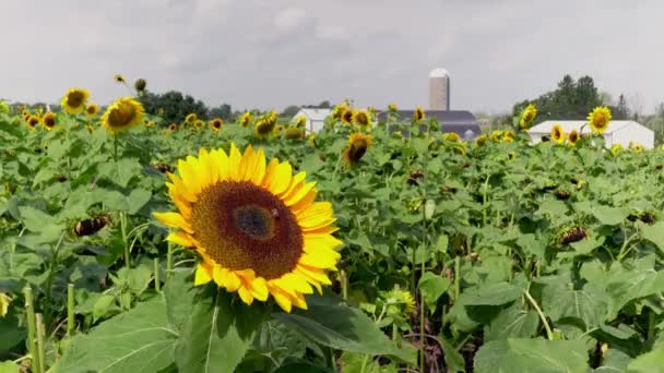 Close Girassol Amarelo Grande Balançando Brisa Campo Como Uma Abelha — Vídeo de Stock