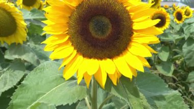 Dikey olarak geniş sarı ayçiçeği tarlasının çekimleri arka planda odaklanamadığı bir çiftlik ile birlikte..