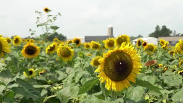 Vue Fixe Champ Grands Tournesols Jaunes Pleine Floraison Balançant Dans — Video