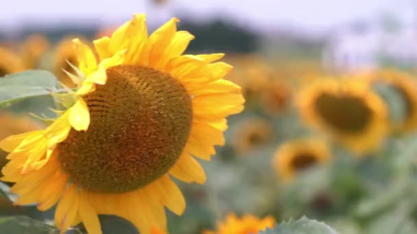 Primer Plano Gran Girasol Amarillo Hermoso Balanceándose Brisa Campo Con — Vídeos de Stock