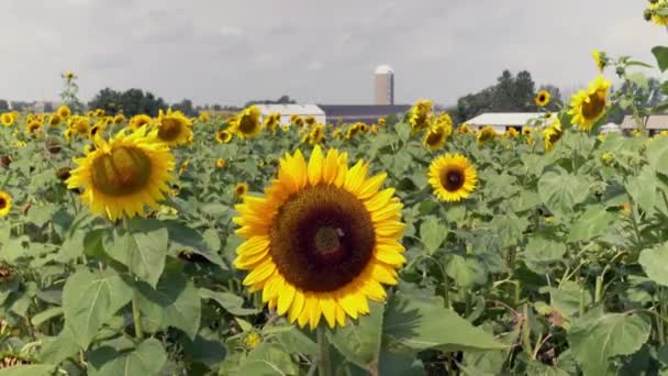 Primer Plano Gran Girasol Amarillo Balanceándose Brisa Día Soleado Con — Vídeos de Stock