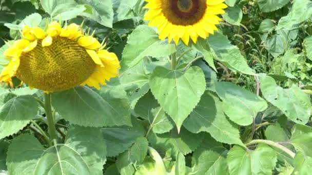 Panning Shot Sunflower Bludiště Pole Jak Lidé Procházejí Stodoly Sila — Stock video
