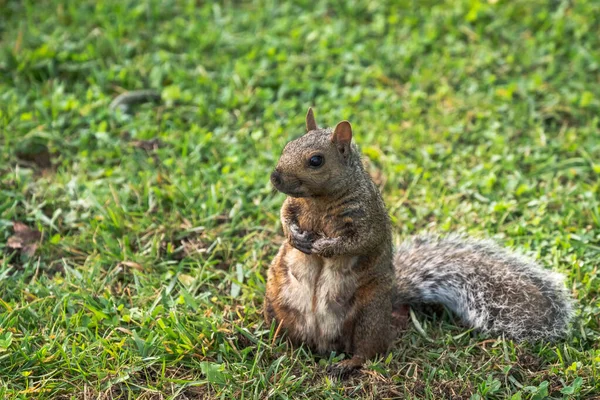 Eine Gemeine Grauhörnchenmutter Mit Grauem Braunem Und Weißem Fell Sitzt — Stockfoto