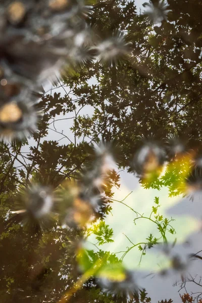 Una Hermosa Imagen Fondo Otoño Temporada Otoño Una Hoja Roble —  Fotos de Stock