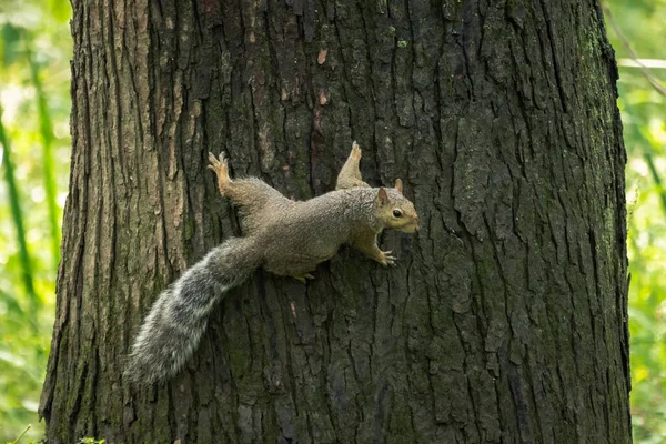 Ein Gemeines Graues Eichhörnchen Großaufnahme Wie Mit Ausgebreiteten Beinen Der — Stockfoto