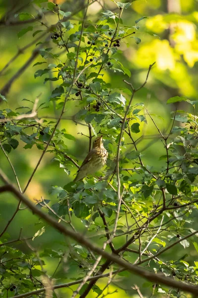 Wildlife Bird Photograph Single Swainson Thrush Wild Sitting Perched Thin — Stock Photo, Image