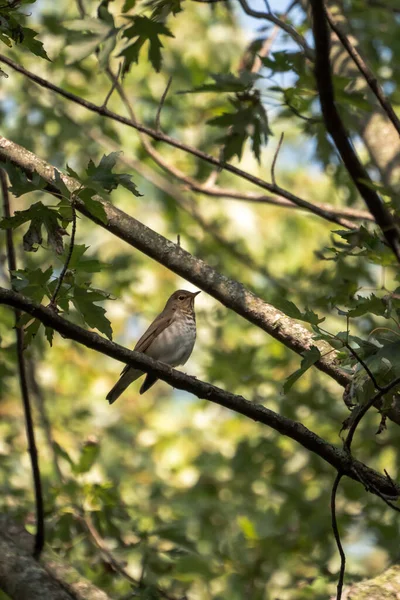 Fotografia Dzikiego Ptactwa Pojedynczego Pleśniawki Swainsona Środowisku Naturalnym Siedzącego Lub — Zdjęcie stockowe