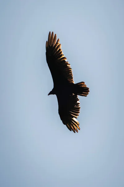 Silhouette Large Turkey Vulture Buzzard Bird Circling Soars Flies Wings — Stock Photo, Image