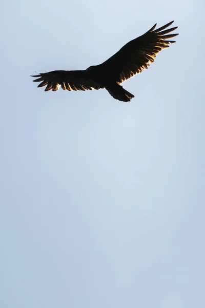 Silhouette Large Turkey Vulture Buzzard Bird Circling Soars Flies Wings — Stock Photo, Image