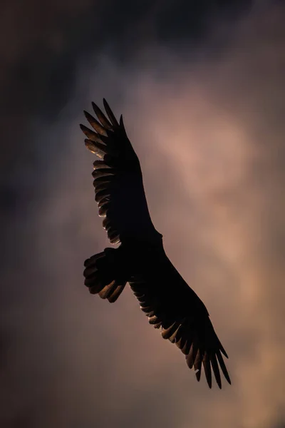 Dramatic Silhouette Large Turkey Vulture Buzzard Bird Circling Soars Flies — Stock Photo, Image