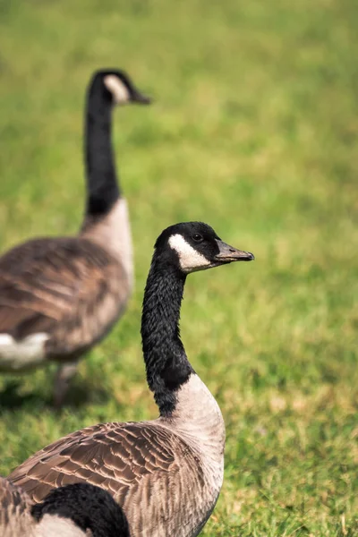 Närbild Två Vilda Vandrande Kanadensiska Gäss Promenader Grönt Gräs Ljus — Stockfoto