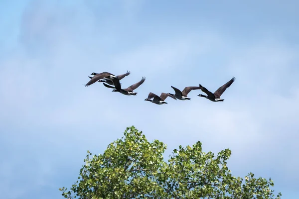 Flock Migrating Canadian Geese Fly Top Tree Blue Sky Background — Stock Photo, Image