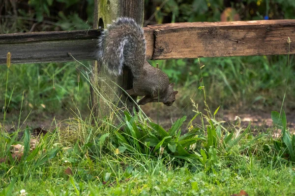 Common Gray Squirrel Clings Weathered Wooden Fence Post Railing Sideways Stock Image