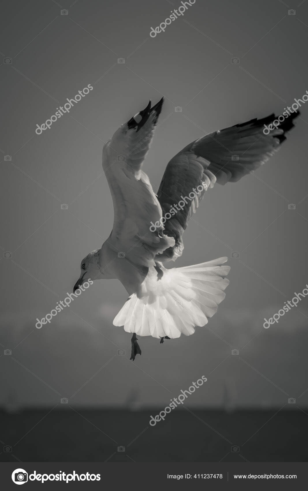 Gros Plan Photo Animaliere Noir Blanc Une Mouette Grise Noir Image Libre De Droit Par Jkirsch13 C