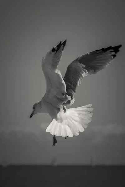 Close Black White Wildlife Photograph Gray Black White Seagull Hovering — Stock Photo, Image