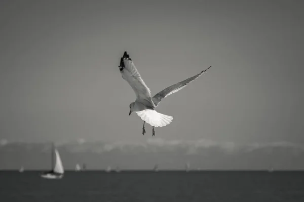 Close Black White Wildlife Photograph Gray Black White Seagull Hovering — Stock Photo, Image