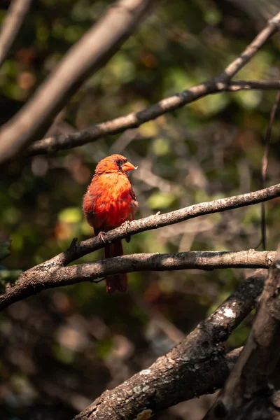 Close Macho Cor Vermelha Brilhante Muda Northern Cardinal Pássaro Sem — Fotografia de Stock