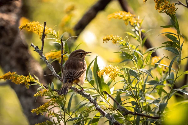 Zbliżenie Olive Backed Swainson Thrush Ptaszek Siedzi Gałęzi Żółtymi Kwiatami — Zdjęcie stockowe
