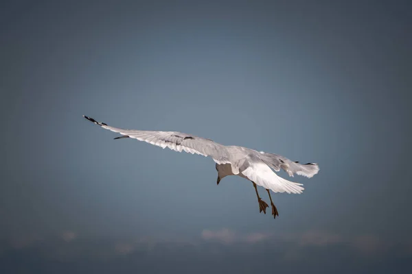 Fotografia Dzikiej Przyrody Szarej Czarno Białej Mewy Wiszącej Błękitnym Niebie — Zdjęcie stockowe