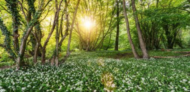 Wild Garlic Forest in spring time