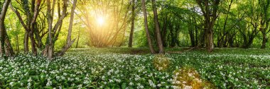 Wild garlic forest in germany at spring with beautiful bright sun rays panorama