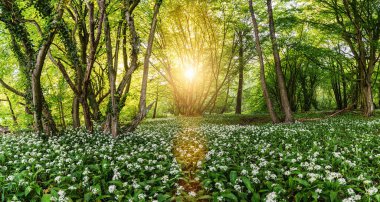 Wild garlic forest in spring with beautiful bright sun rays in germany - panorama