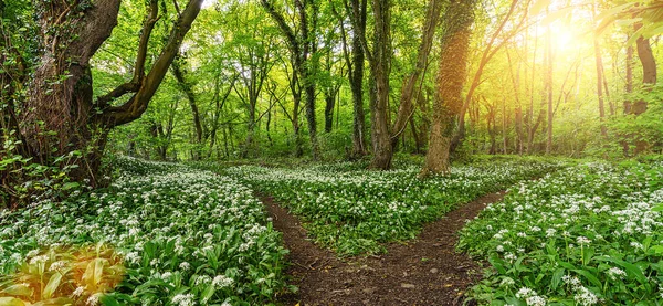 Caminhos Para Floresta Alho Selvagem Primavera Com Belos Raios Sol — Fotografia de Stock