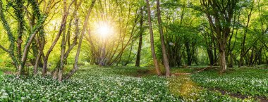 Wild garlic flowers in the forest at sunset, panoramic view