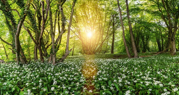 Wild garlic forest in spring with beautiful bright sun rays in germany - panorama