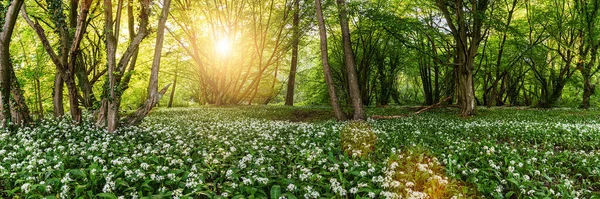 Floresta Alho Selvagem Alemanha Primavera Com Belos Raios Sol Brilhantes — Fotografia de Stock