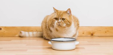 Huysuz kedi yemek kasesine bakıyor.
