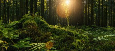 Sonbaharda güzel bir orman Parlak güneş bir ağaç gövdesinde parlıyor