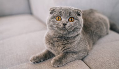Yavru kedi kanepede yatıyor. Mavi gri kürklü İskoç Kısaltması.