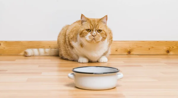 Old Tabby Cat Looking Food Bowl — Stock Photo, Image