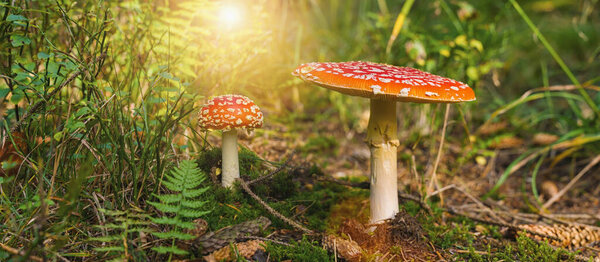 Toxic and hallucinogen mushroom Fly Agaric in grass on autumn forest background. Red poisonous Amanita Muscaria fungus macro close up in natural environment. Inspirational natural landscape