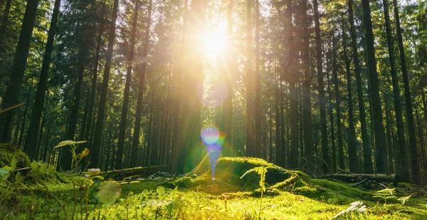 Schöner Wald Herbst Mit Strahlendem Sonnenschein Durch Die Bäume — Stockfoto
