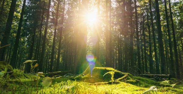 Bela Floresta Outono Com Sol Brilhante Brilhando Através Das Árvores — Fotografia de Stock