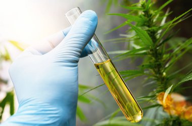 Bilim adamı elinde bir kenevir çiftliğinde CBD biyolojik ve ekolojik bitkisel eczacılık cbd yağından oluşan bir test tüpü tutuyor. Bitkisel alternatif tıp kavramı, cbd yağı, ilaç endüstrisi