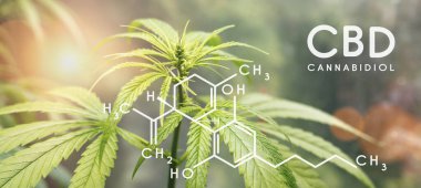 Cbd formülü. Cannabidiol molekül yapısı bileşiği ve bitki. Tıbbi marihuana molekülleri, cannabidiol biyokimya formülü. Kimya bağımlılığı