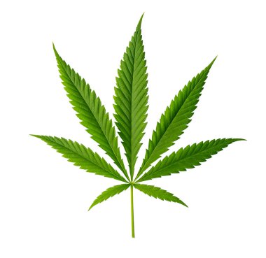 Beyaz arkaplanda izole edilmiş kenevir yaprağı