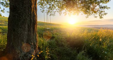 Gün batımında boş salıncaklı ağaç