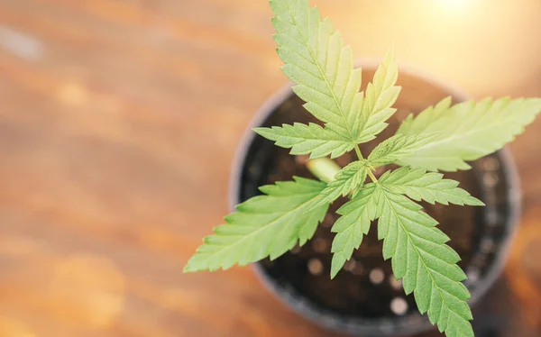 Pflanze Von Marihuana Indoor Cannabis Cbd Farm Hintergrund Des Anbaus — Stockfoto