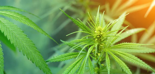 Hintergrund Des Cannabis Anbaukonzepts Der Pflanzlichen Alternativen Medizin Cbd — Stockfoto