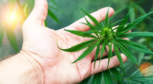 Große Anzahl Von Cannabis Blüten Die Hände Eines Hande Konzept — Stockfoto
