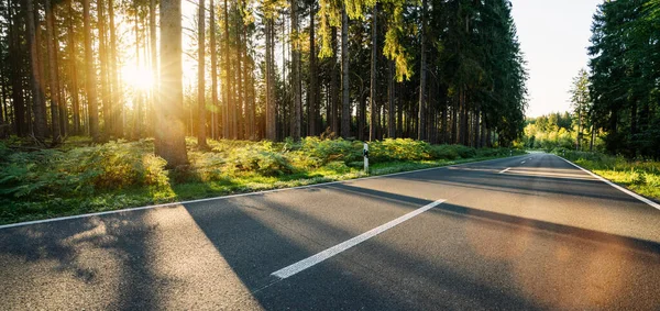 Hughway Forest Summer Beautiful Bright Sun Rays — Stockfoto