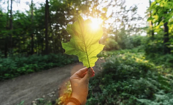 Mano Tenendo Foglia Verde Contro Foresta Con Raggi Luce Del — Foto Stock