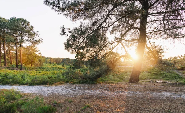 Paysage Bruyère Avec Des Rayons Soleil Brille Travers Arbre Brunssummerheide — Photo