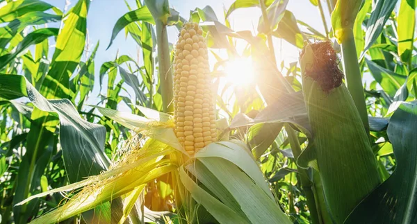 Ear Corn Field Summer Harvest — Stock Photo, Image